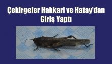 Çekirgeler Hakkari ve Hatay’dan Giriş Yaptı