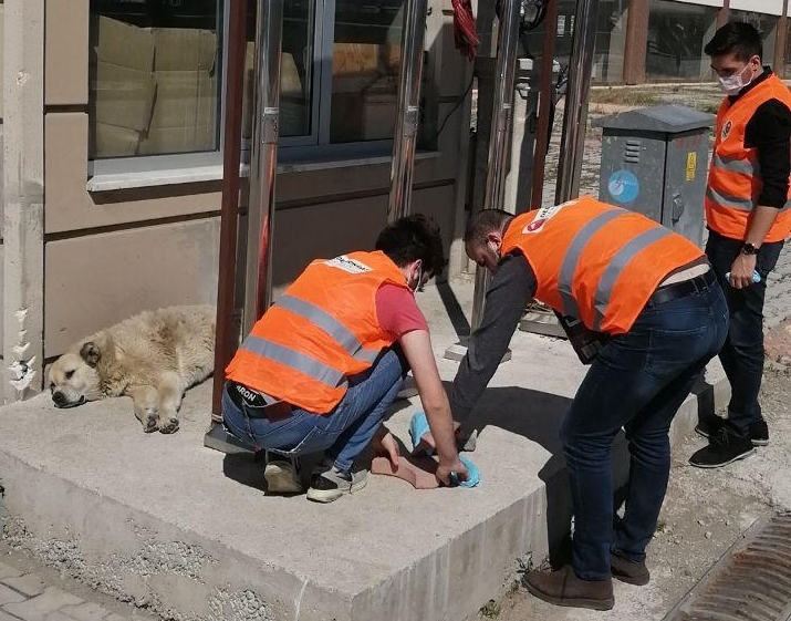 Demokrat Gençlik. sokak hayvanlarını unutmadı