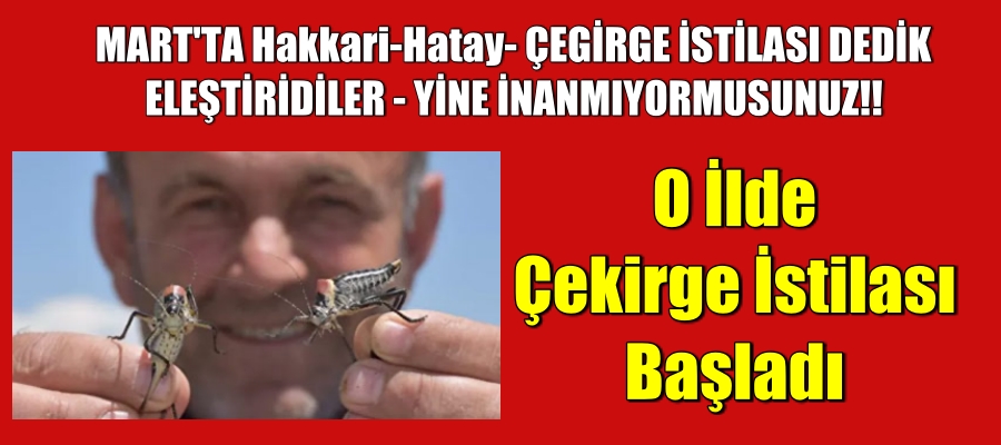 Çekirgeler İstila Etmeye Devam Ediyor. O İlde Başladı
