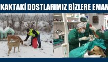 SOKAKTAKİ DOSTLARIMIZ BİZLERE EMANET