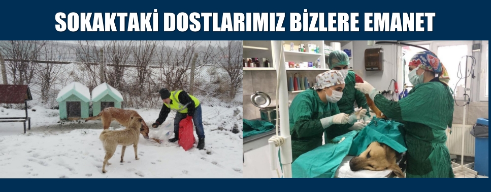 SOKAKTAKİ DOSTLARIMIZ BİZLERE EMANET