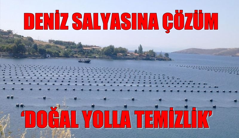 Deniz salyasına çözüm olarak midye çiftliklerinin sayısını artıracak