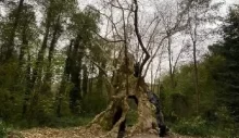 İstanbul’un en yaşlı ağacı: Bizans’tan beri orada