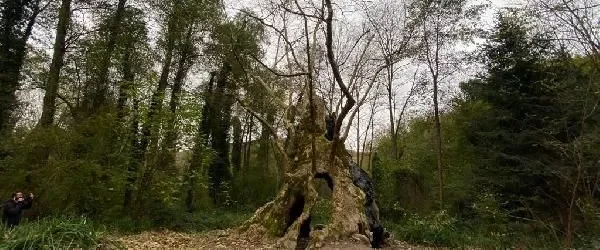 İstanbul’un en yaşlı ağacı: Bizans’tan beri orada