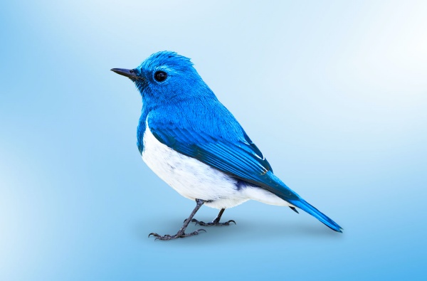 Twitter yeni bir özelliğini test ediyor “mention”.