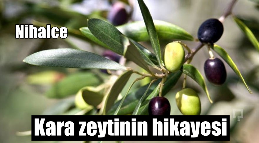 Kara zeytinin hikayesi