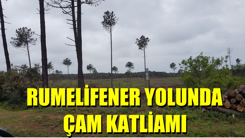 RUMELİFENER YOLUNDA ÇAM KATLİAMI.