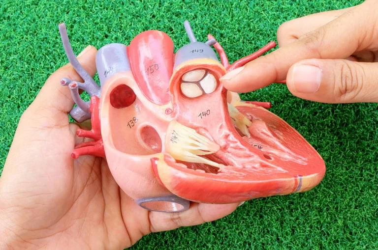 Kalp Kapak Hastalığına Dikkat!