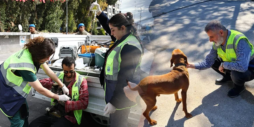 Sokak hayvanlarına sahip çıktılar