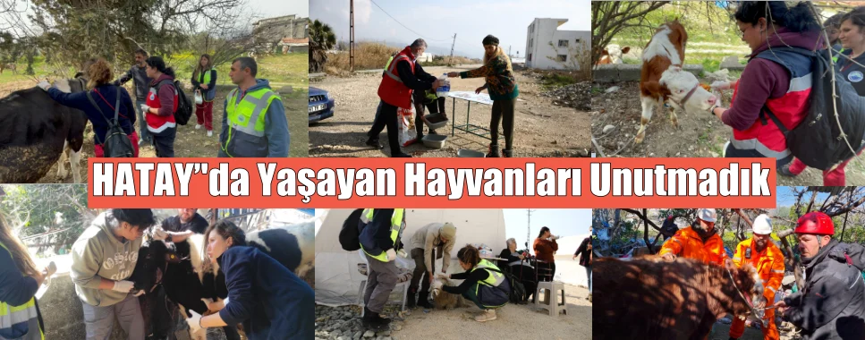 HATAY’’da Yaşayan Hayvanları Unutmadık