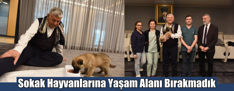 Sokak hayvanlarına yaşam alanı bırakmadık